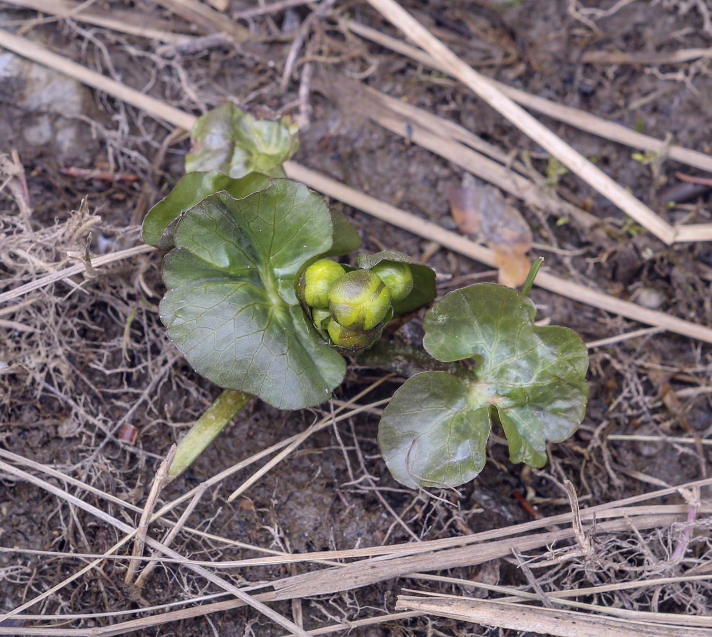 Image of Caltha palustris specimen.