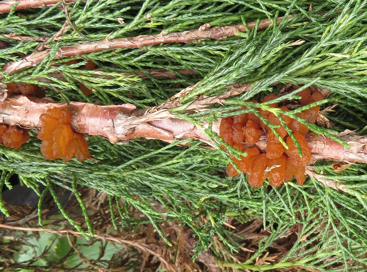 Image of Juniperus sabina specimen.