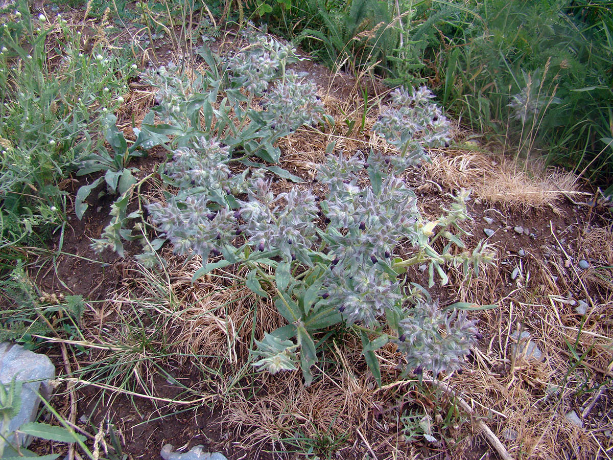 Image of Nonea pulla specimen.