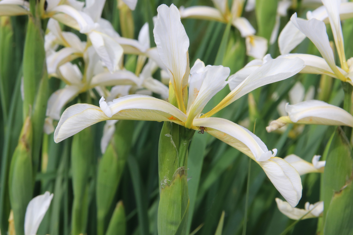 Image of genus Iris specimen.