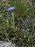 Jasione crispa