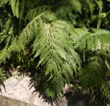 Woodwardia prolifera