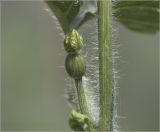 Citrullus lanatus