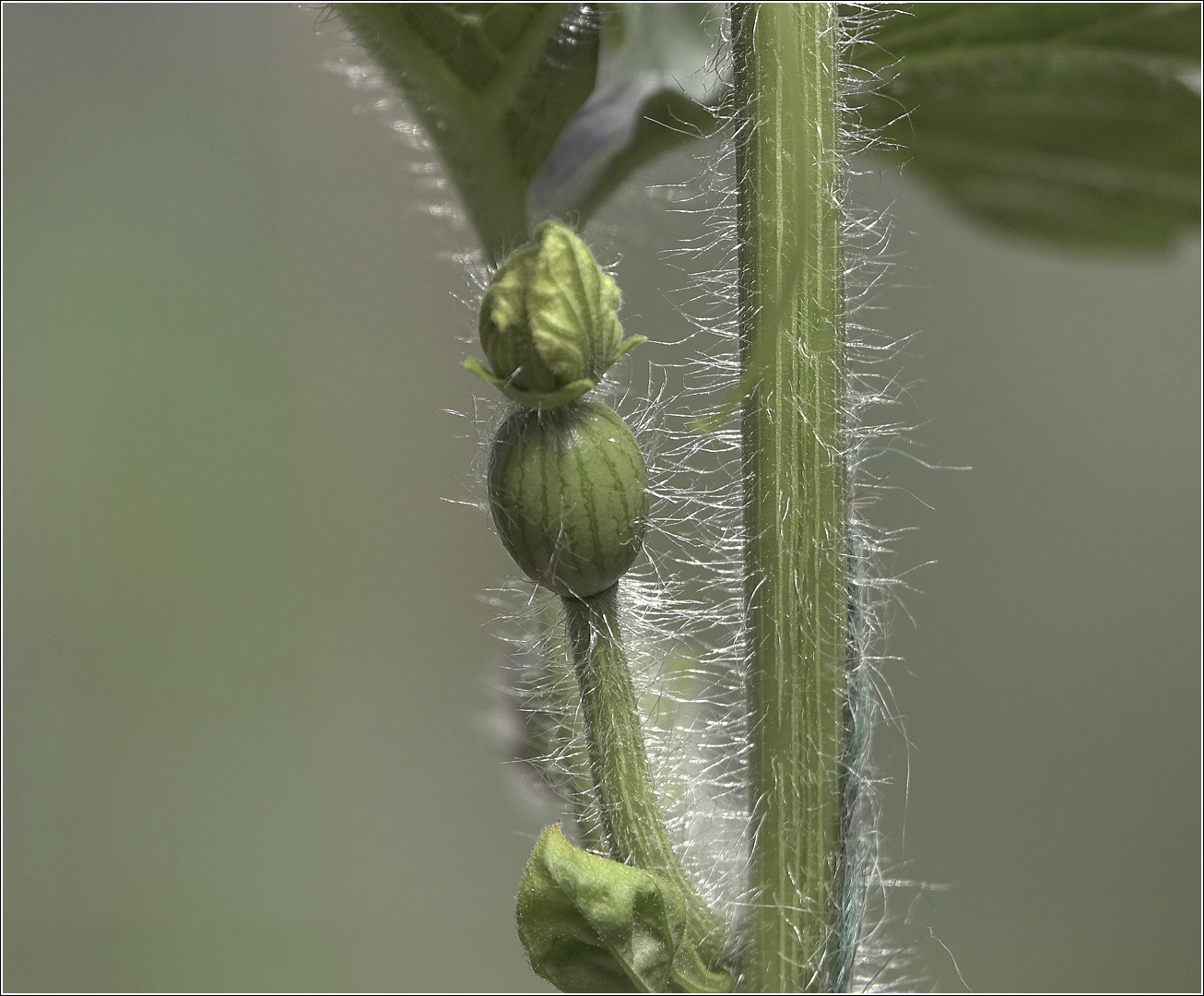 Изображение особи Citrullus lanatus.