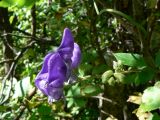 род Aconitum