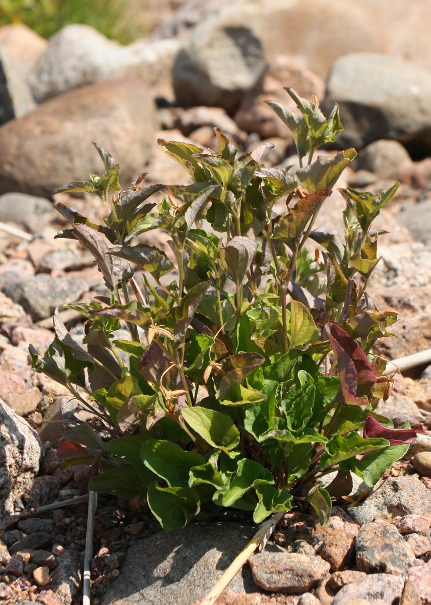 Image of Viola &times; litoralis specimen.