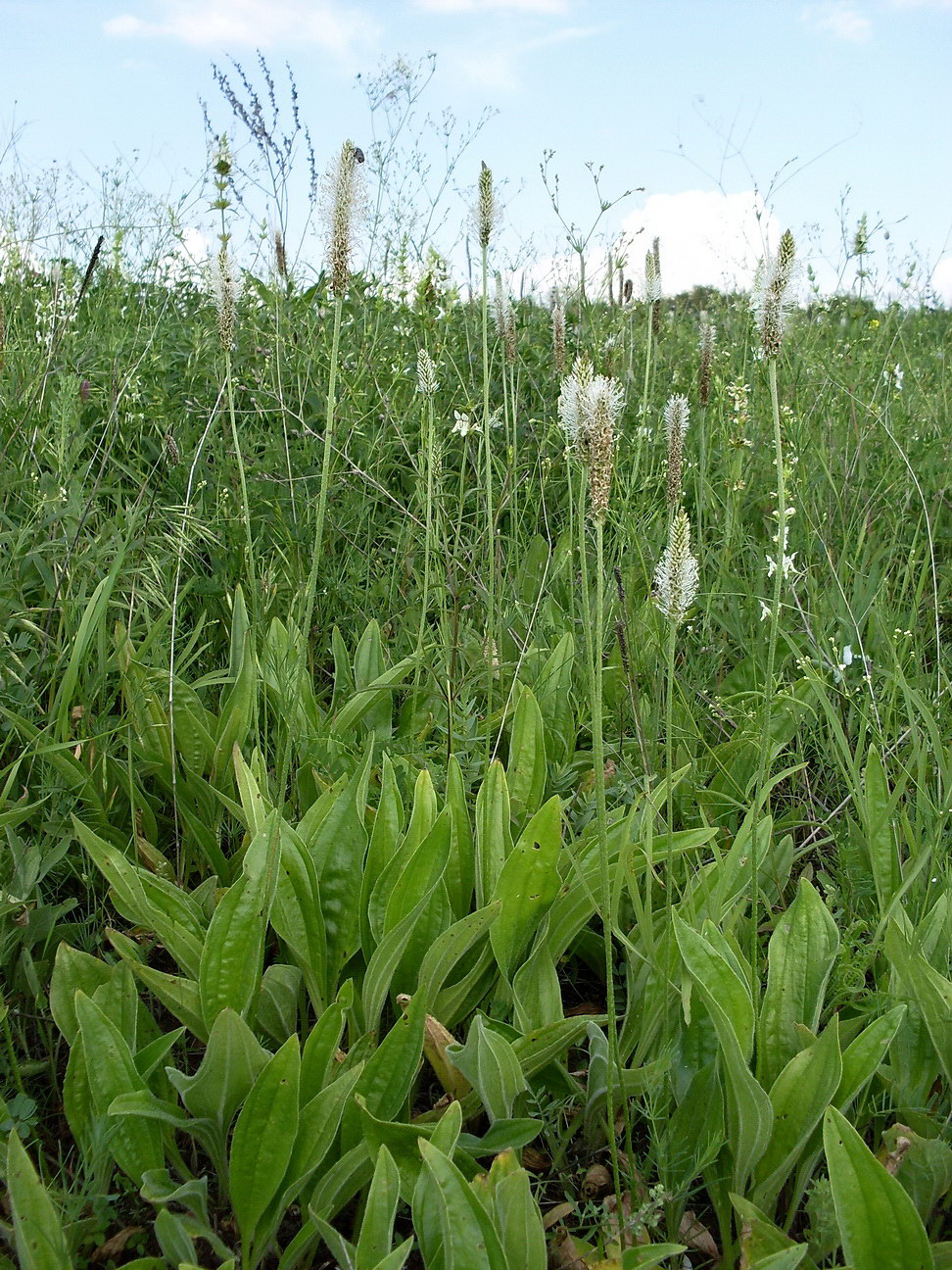 Image of Plantago urvillei specimen.
