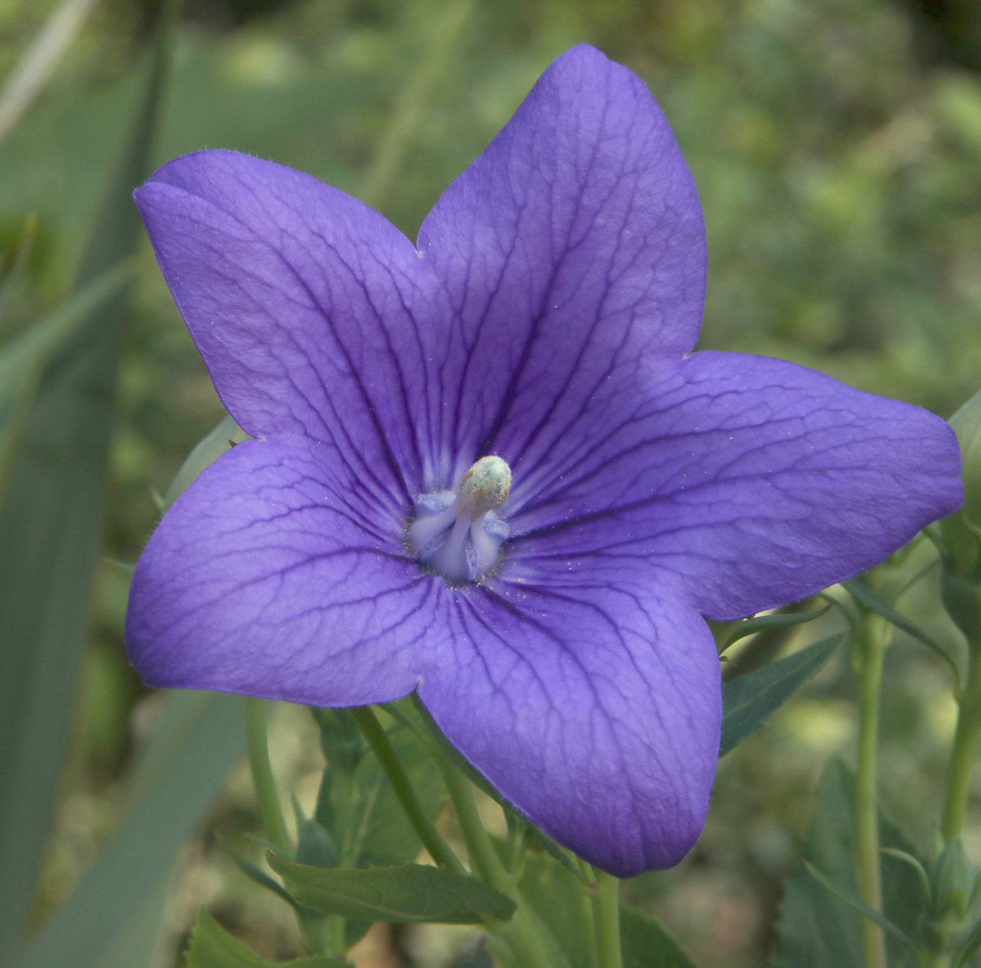 Image of Platycodon grandiflorus specimen.