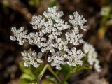 familia Apiaceae. Соцветие. Греция, Эгейское море, о. Сирос, окр. пос. Галисас (Γαλησσάς), вершина холма. 21.04.2021.