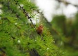 Larix cajanderi