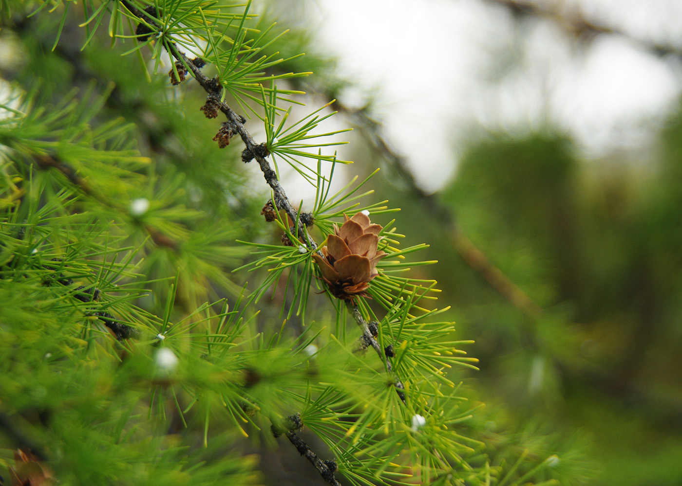 Изображение особи Larix cajanderi.