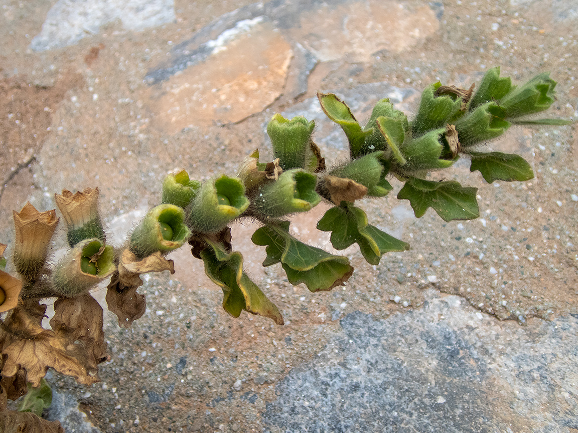 Image of Hyoscyamus albus specimen.