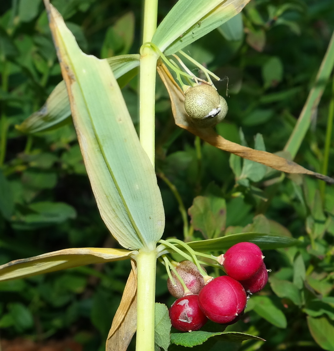 Изображение особи Polygonatum verticillatum.