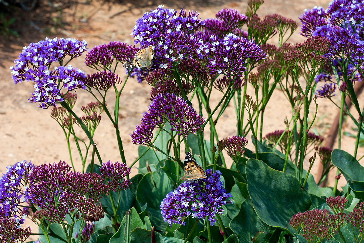 Image of Limonium perezii specimen.