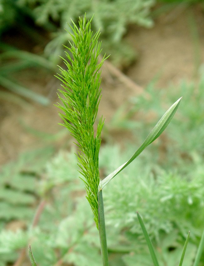 Изображение особи Poa bulbosa ssp. vivipara.