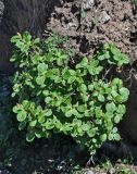 Salix vestita
