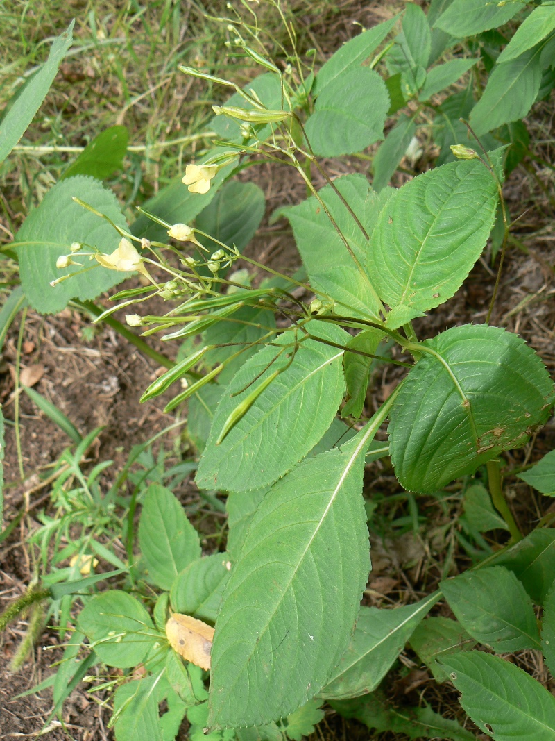 Image of Impatiens parviflora specimen.