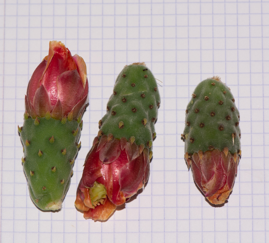 Image of Opuntia tomentosa specimen.