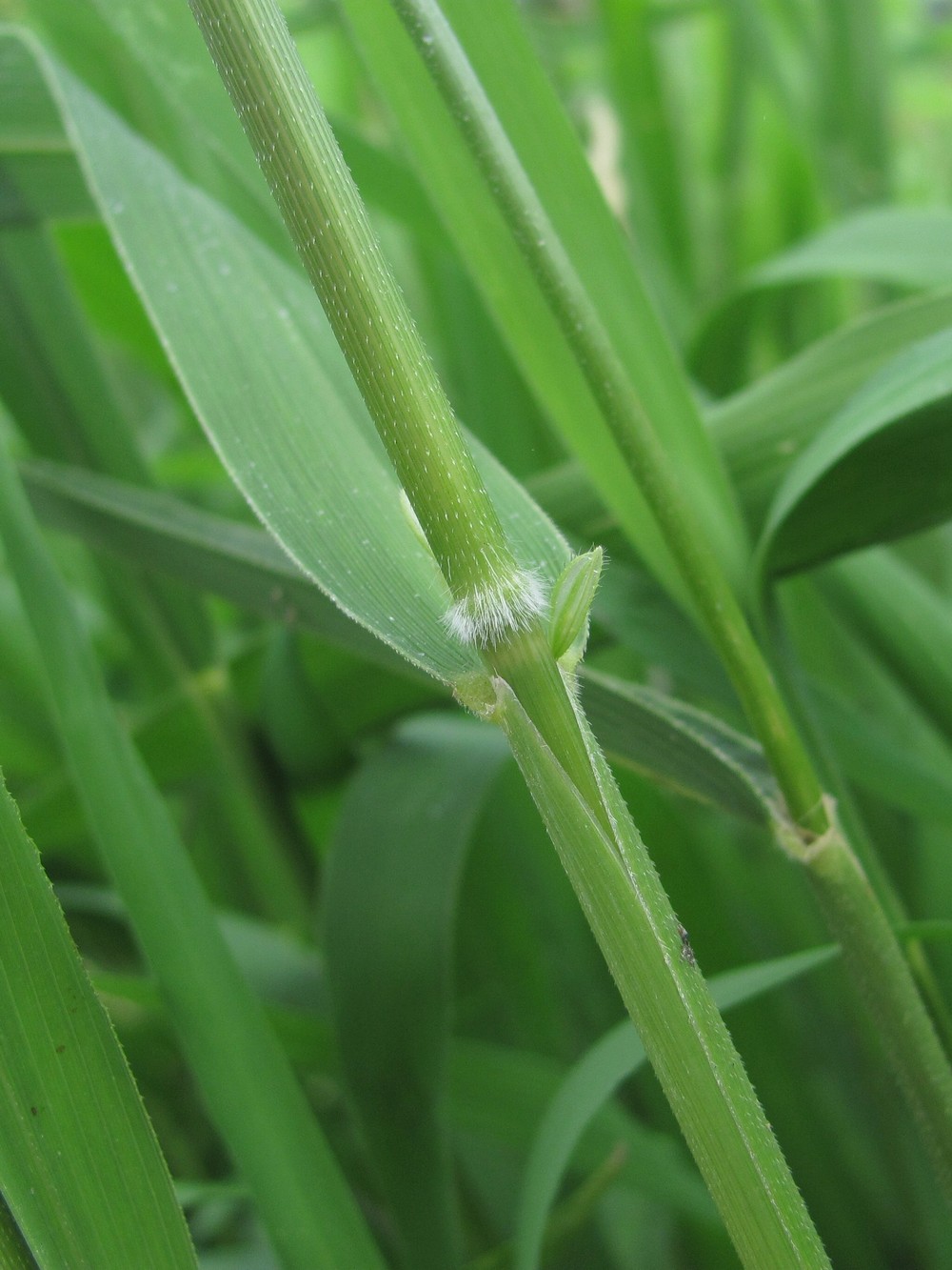 Изображение особи Leersia oryzoides.