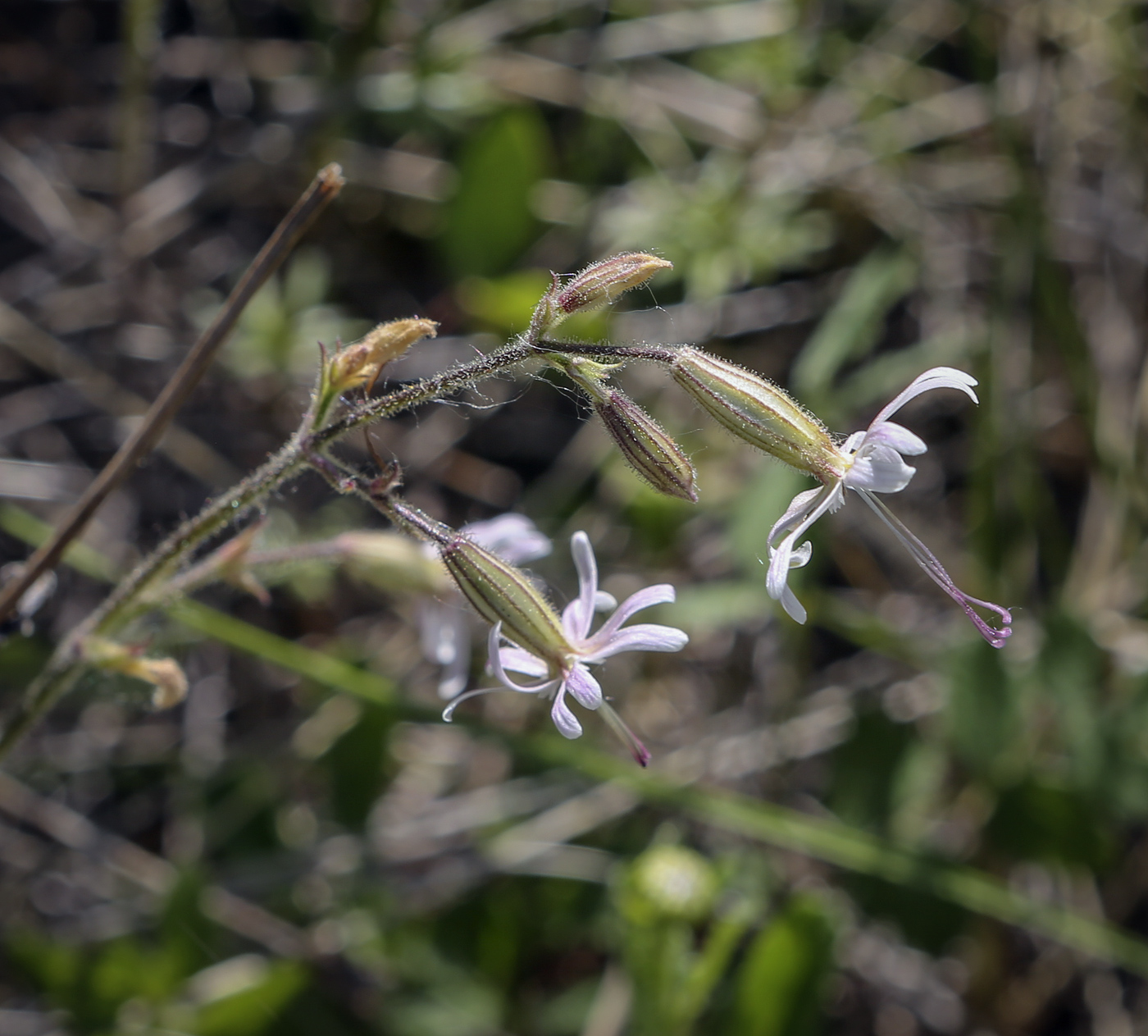 Image of Silene nutans specimen.