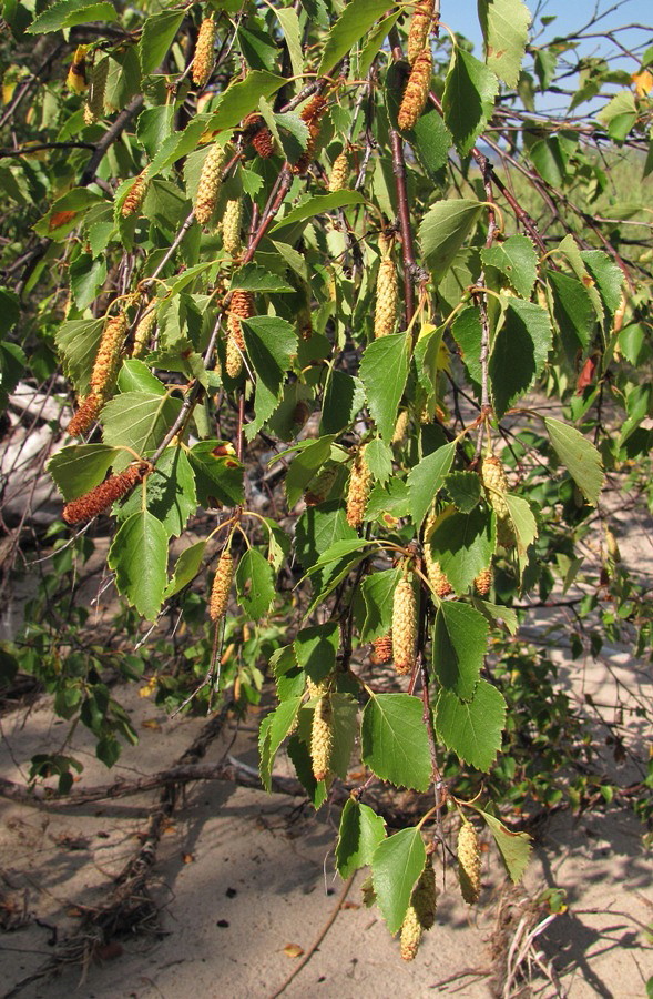 Image of Betula pubescens specimen.