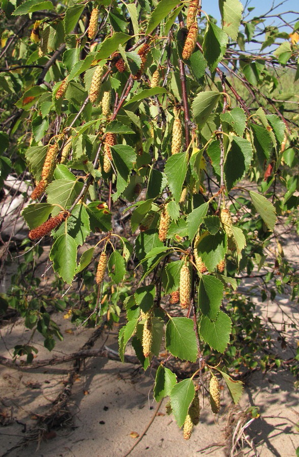 Изображение особи Betula pubescens.