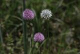 Allium hymenorhizum