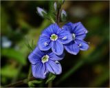 Veronica chamaedrys