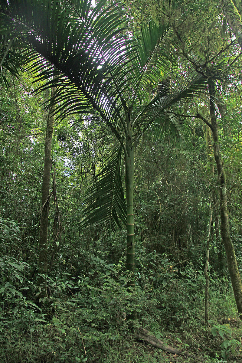 Изображение особи семейство Arecaceae.