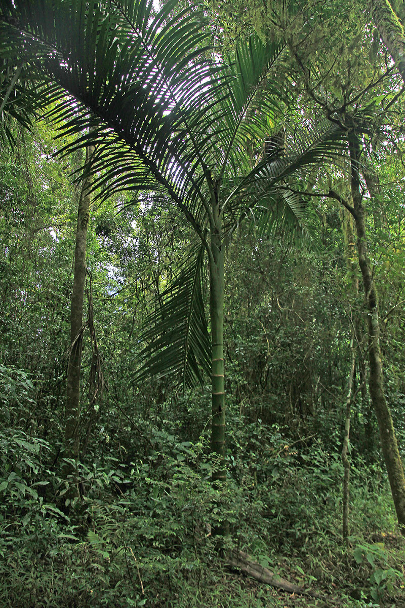 Image of familia Arecaceae specimen.