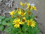 Senecio pseudoarnica