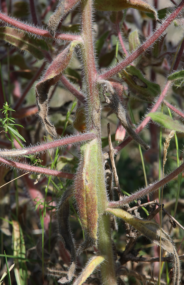 Изображение особи Onosma polychroma.