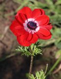 Anemone coronaria. Цветок. Томская обл., г. Томск, пос. Заварзино, в культуре. 28.07.2022.