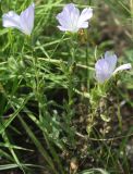Linum hirsutum. Цветущее растение. Днепропетровская обл., окр. Присамарского стационара ДНУ (д. Андреевка), степь. 13.07.2010.