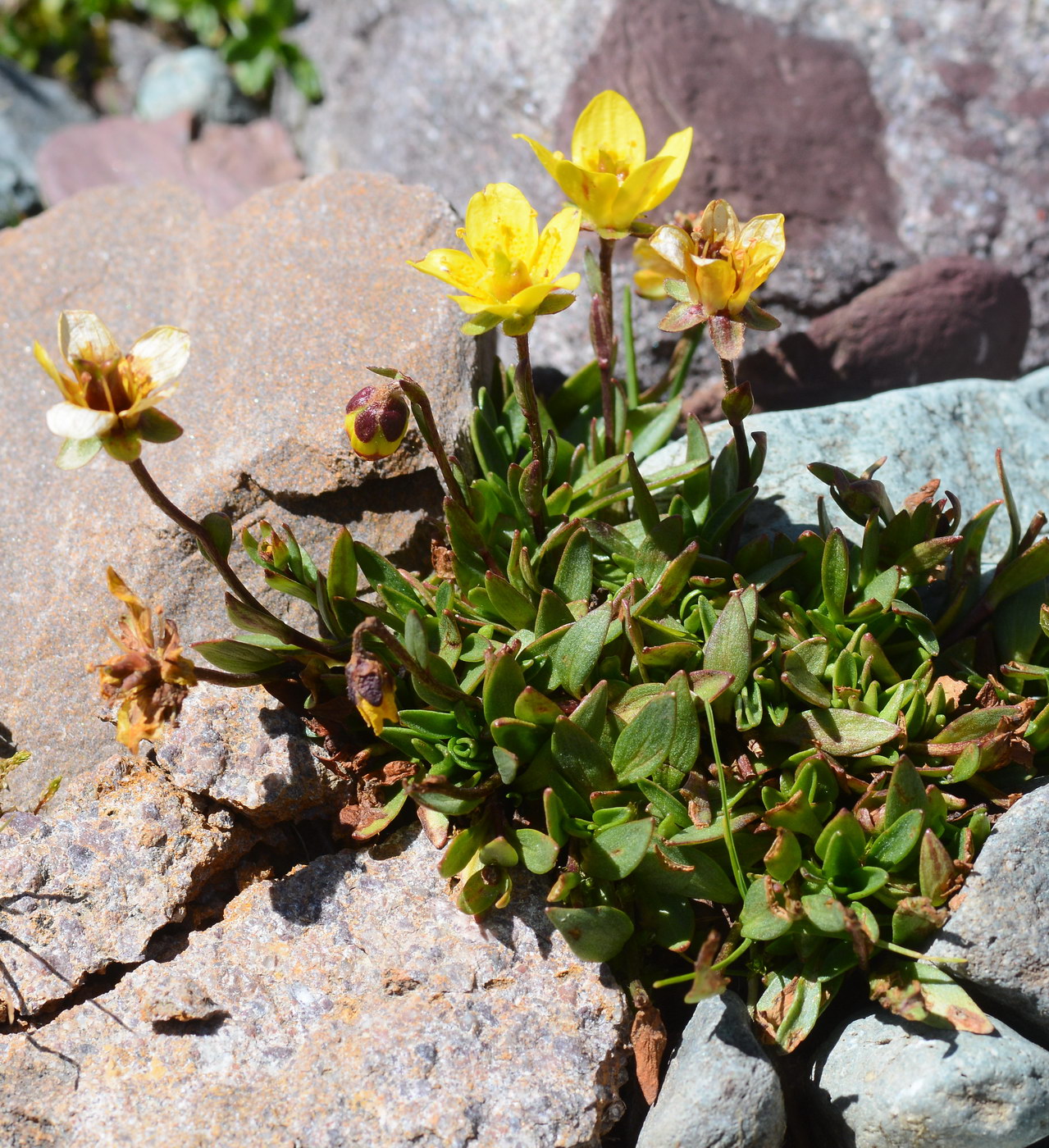 Image of Saxifraga hirculus specimen.