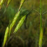 Bromus japonicus