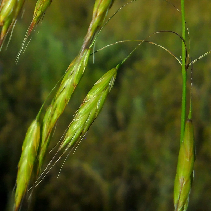 Изображение особи Bromus japonicus.