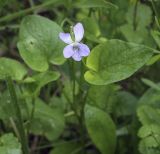 Viola canina