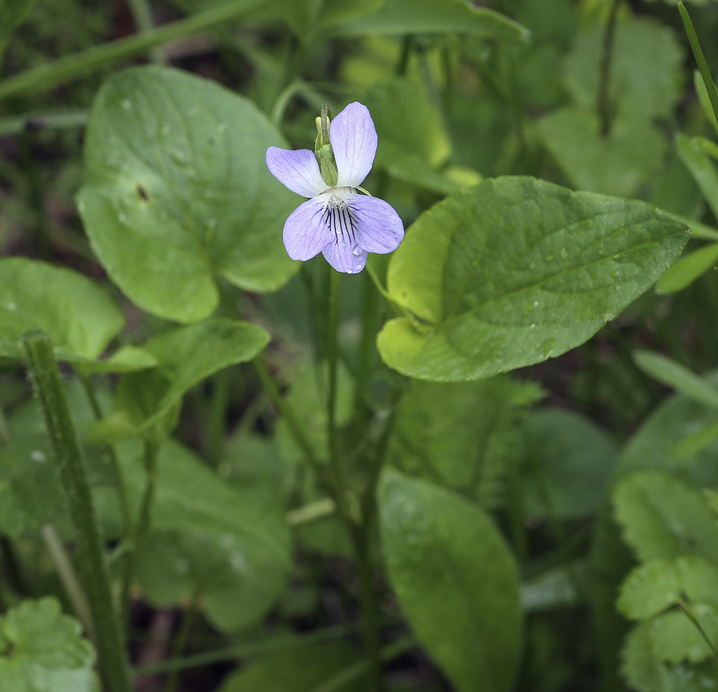 Image of Viola canina specimen.