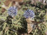 Echinops ruthenicus. Соцветия с кормящейся бабочкой Helicoverpa armigera. Крым, Севастополь, р-н мыса Фиолент, на вытоптанной бровке приморского обрыва. 04.09.2022.