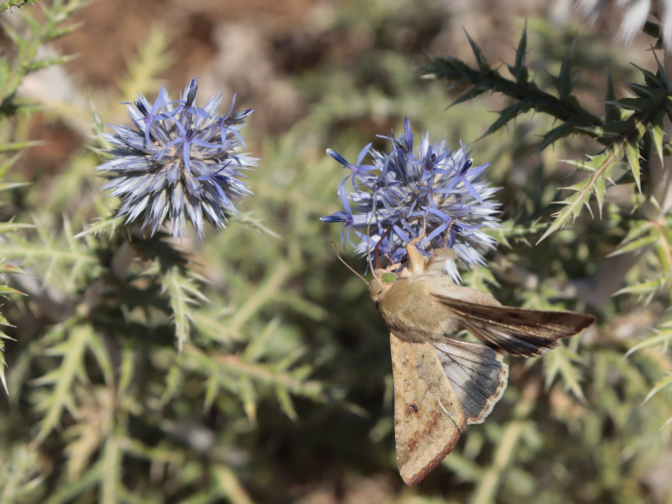 Изображение особи Echinops ritro ssp. thracicus.