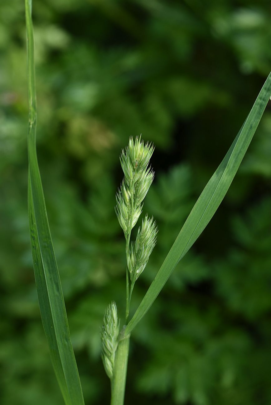 Изображение особи Dactylis glomerata.