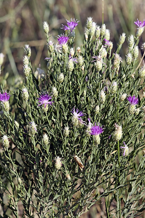 Image of Acroptilon repens specimen.