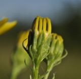 Senecio argunensis. Распускающееся соцветие. Приморский край, Уссурийский гор. округ, окр. с. Монакино, разнотравный луг на небольшой сопке. 03.09.2022.