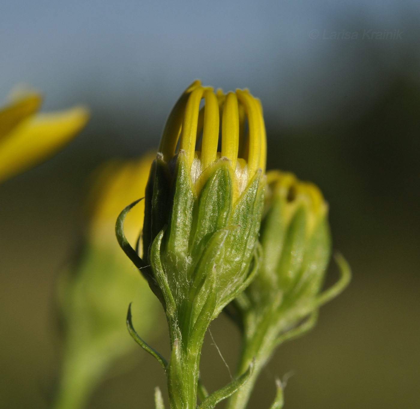 Изображение особи Senecio argunensis.