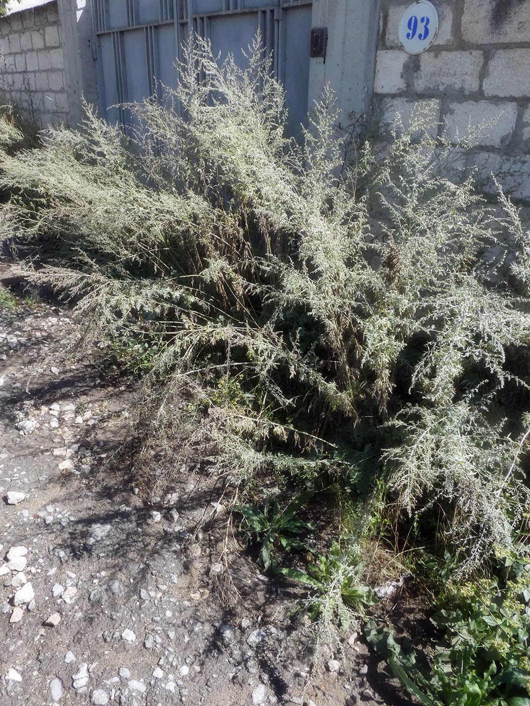 Image of Artemisia absinthium specimen.