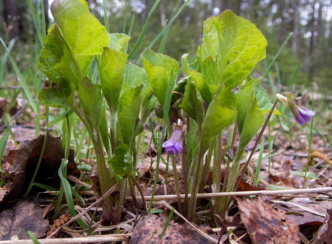 Изображение особи Viola mirabilis.