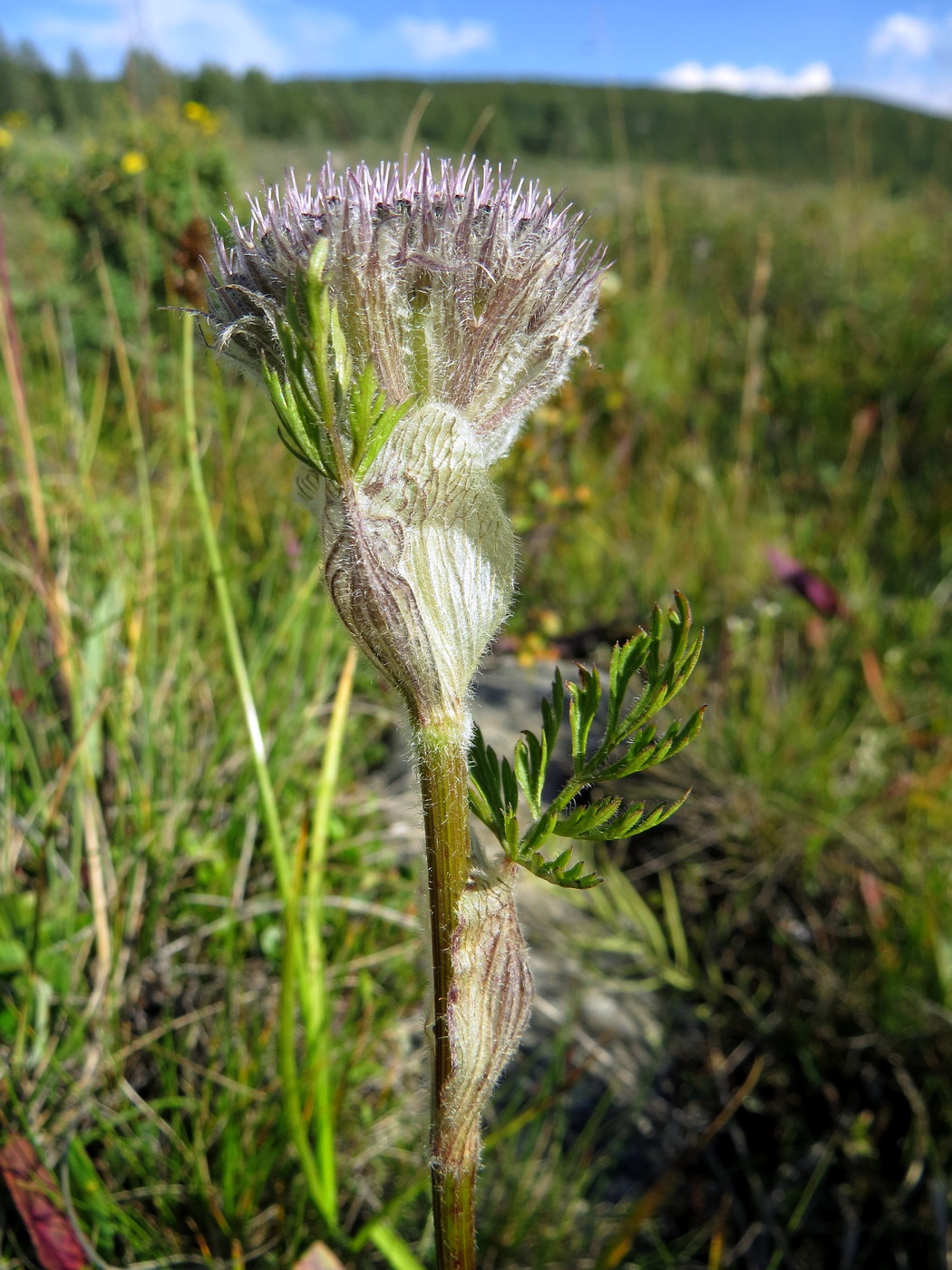 Image of Sajanella monstrosa specimen.