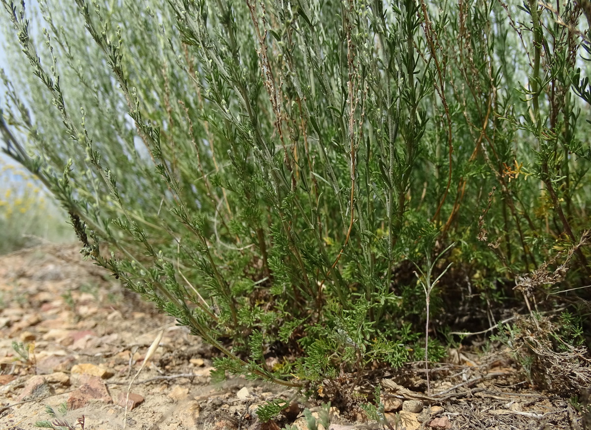 Изображение особи Artemisia pauciflora.