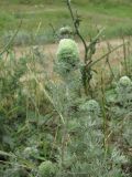 Artemisia austriaca. Верхушка побега с галлом Rhopalomyia saissanica. Краснодарский край, Кавказский р-н, окр. ст-цы Темижбекская, у дороги. 24.06.2022.